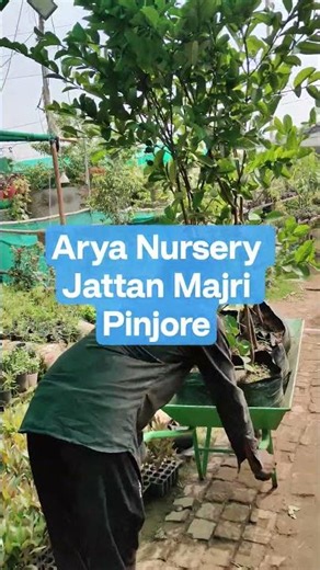 All Types of Fruit Plants Avilable