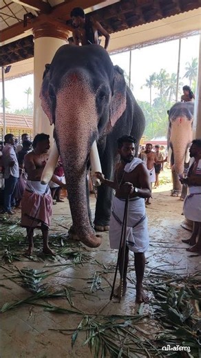 🐘🐘പരിമണം വിഷ്ണു 🐘🐘