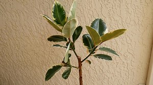 7.2K views · 104 reactions | Rubber Plants grow fast and can hit the ceiling in no time. Perhaps yours needs to be cut back because it’s gotten leggy, is just too tall or maybe you want your plant to have a new look. Did you know that you can turn your tall, skinny Ficus elastica into a tree form? Here’s how to make a Rubber Tree branch out. www.joyusgarden.com/how-to-make-a-rubber-tree-branch-out/ | Joy Us | Facebook