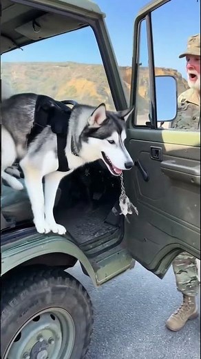 K9 Husky Warns Military Truck Before Tsunami Hits #dog #rescue #animals