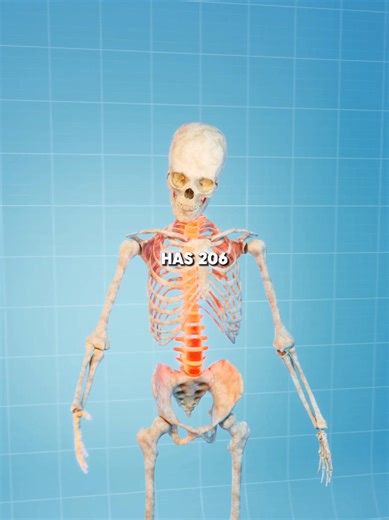 Could You Survive Without Bones?