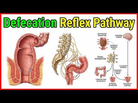 Defecation Reflex Pathway Animation - Gastrointestinal physiology