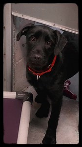 Clemsia is still waiting for her family! Only 6 months old. Schnauzer Lab mix. Total sweetheart ❤️ Come meet her Tuesday! | Sevier County Humane Society