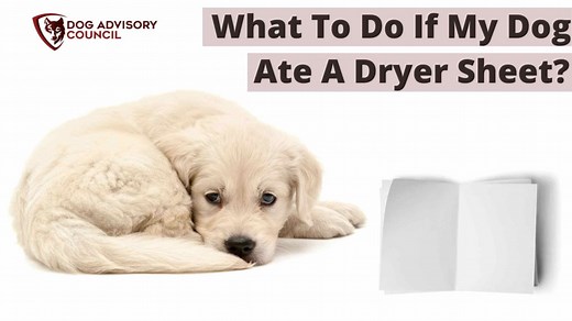 What Do I Do If My Dog Ate a Dryer Sheet? (Explained) | Dog Advisory Council