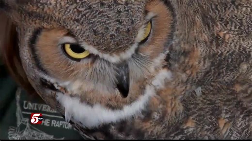 50th anniversary of University of Minnesota's Raptor Center