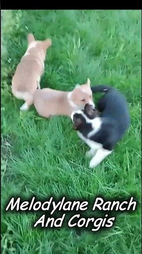 Life on the Ranch With Our Corgi Puppies 🐾