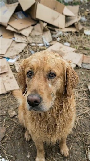 Cop Destroys A Stray Dog's Shelter... But Watch Until The End! 😭❤️