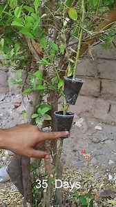 من غصن واحد حصلت على شجرتين اا Lemon tree cloning #زراعة #زراعه | زراعه 24