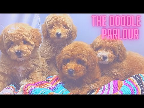 8wk old tiny toy poodle puppies having their very first groom