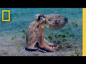 Watch this Octopus Devour Crabs as It Jumps in the Water | Insane Animals | Secrets of the Octopus