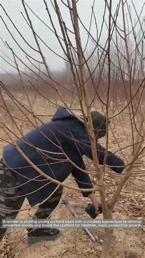 Training Young Orchard Trees with Structural Pruning