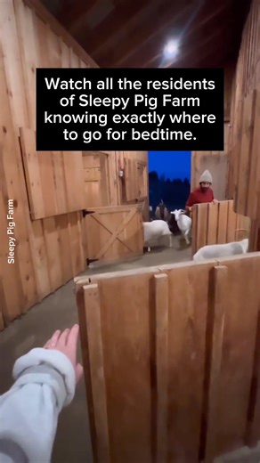 Animals are sentient and intelligent beings that deserve our love and respect 🙏🙌 🎥 Sleepy Pig Farm edited by Emmy for Animals #animals #animalintelligence #intelligence #animalrespect #animallove | Emmy for Animals