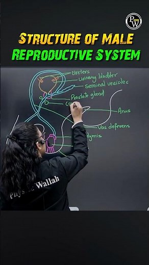 Score Full Marks! 🎯 Easy Male Reproductive System Diagram For 12 Boards And NEET