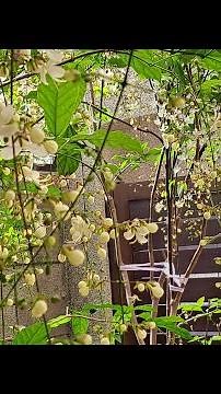 出國行李箱#行李箱把手黏化處理 #塑膠把手黏化處理#小蘇達粉