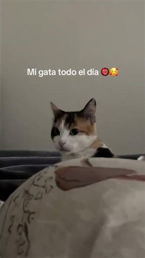 When your cat is bipolar 😹🤣 #viralvideo #cat #funny #cats