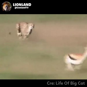 Elephant So Strong! Elephant Herd Save Impala From Five Cheetah Hunt Snake vs Mongoose | Snake Doctor