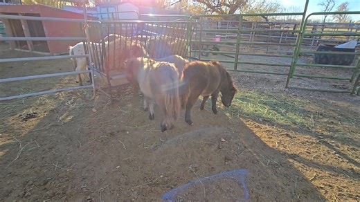 And just like that Babies are weaned! | JK Miniature horses