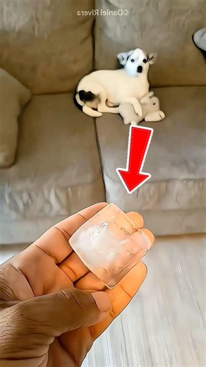 The Ice Test That Revealed Every Dog’s True Nature 🐕❄️ #dog #dogshort #dogtest