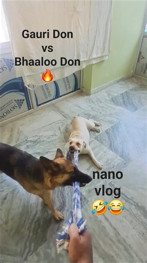 🤣 Funny Gauri Don vs Bhaaloo Don 😎🔥 nano vlog mini vlog my Labrador, german shepherd playing #vlog