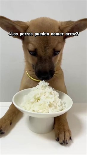 ¿Los perros pueden comer arroz? Guía rápida y segura