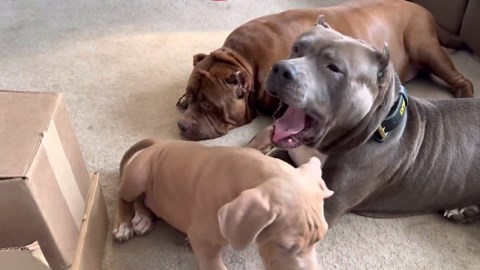 Watch Hulk Meet His New Puppy—Kobe Gets Jealous