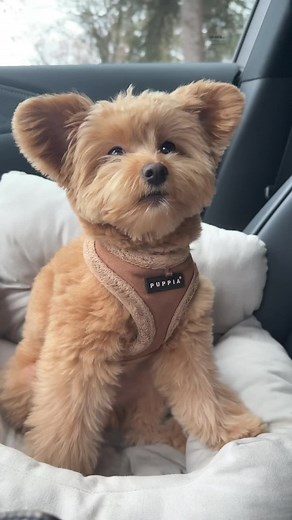 Adorable Pomapoo Puppies - Cute Pomeranian Mix Dogs