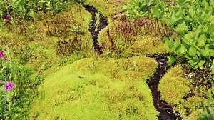 Mountain Stream in Mt. Rainier National Park