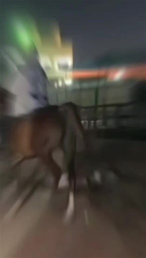 الخيل في الكويت: جمال وذكاء