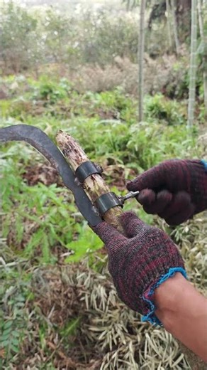A farmer using a homemade extended-handle tool to trim tree branches