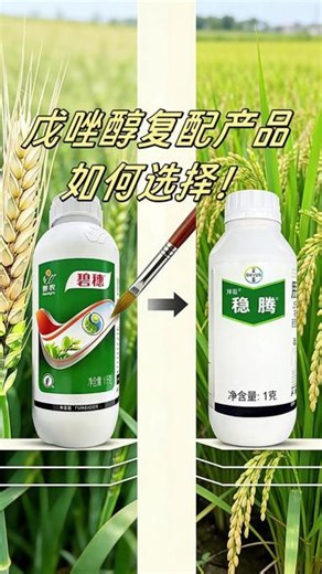 小麦水稻这样选择配方才是正确的 复配噻唑锌防治细菌性病害 复配肟菌酯是广谱杀菌（真菌）#三农 #农业种植 #农业 #水稻 #小麦
