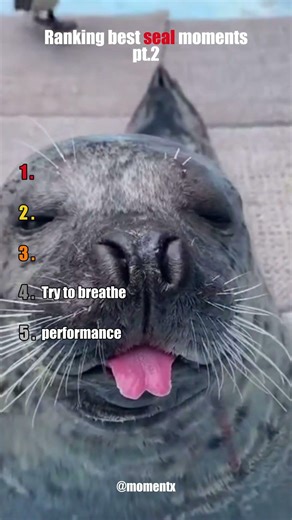 Best Seal Moments😂| Pt. 2 #shorts, #seals, #cuteanimals, #funnyanimals, #wholesome, #viral, #animals