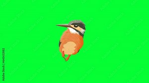 kingfisher cartoon bird background and 2d animation, bird, animal, green screen