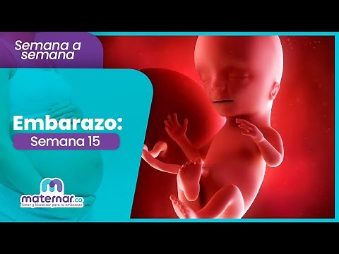 Semana 15 de embarazo: ¿Qué cambios habrá en ti y tu bebé? | Maternar.co