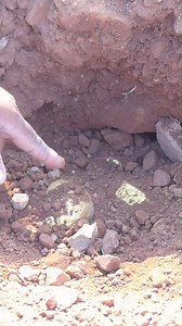 Digging for Treasure #gold #Shorts #Monster #Nugget #Gold #Millions #shortshow #gold #Shorts #shorts #tricks #tips #treasure #hunting #hunter #findgold #treasurehunting #metaldetecting #treasurehunting #metaldetecting​ #metaldetector​ #treasurehunt #adventu | MY CAT