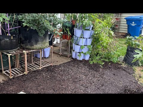 What happened before the toad attack?