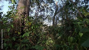 Camera tilt up on a large mahogany tree in the forest. Old mahogany tree in tropical forest