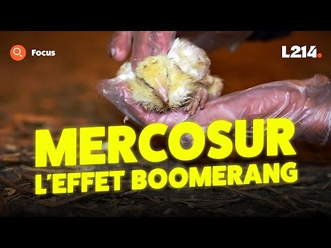 What no one tells you about Mercosur and livestock farming in France