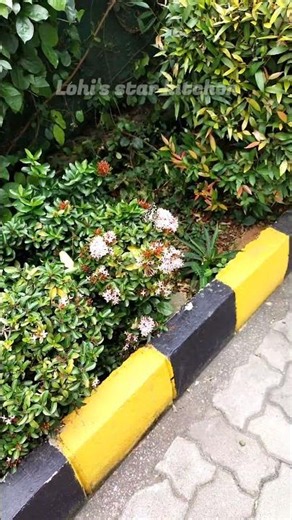 From flower to flower 🥰 Nature's flying butterfly #butterfly #scenery #shorts