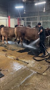 New pipe full speed water to cleaning dung💦🚿 #cleaning #water #farmlife #PetCare | Cow Lovers Zinzira