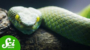 The bizarre evolution of hemipenes (yes...hemipenes)