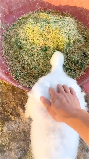 Up Close with Hungry Geese on the Farm 👀