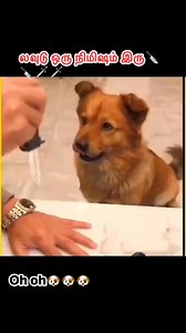 லவுடு ஒரு நிமிஷம் இரு #dog #funny #comedy #reading #reelsviralシ #tamil #viralfacebookreels #funnydogs #fypchallenge #challenge #reelschallenge #doglover #dog #funnyvideos #reelsfypシ #tamilreels #rendingreels #comedydog #funnymoments Dog Lovers Funny Dog Videos | Karan