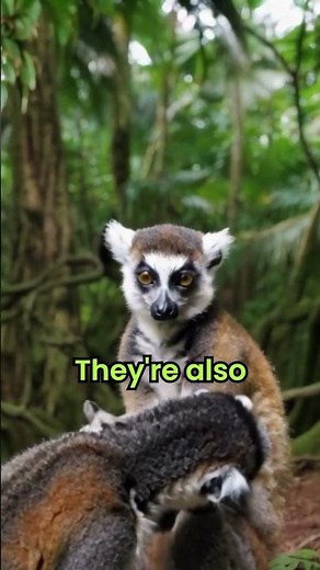 Sifaka: The Amazing Leaping Lemur! 🌍🐒