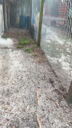 The possessiveness of a tiger! There’s a huge dump of adrenaline which causes his pupils to dialate rapidly, eyes change from yellow to green, & the inability to recognize someone whom they love, from anyone else. They simply must protect that item…in this case a 20 pound turkey, from anyone at all costs! #tiger #dinner #turkey #animalrescue #animalsanctuary #nonprofit | The CARE Foundation