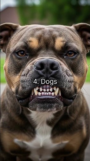 Top 10 Most Dangerous Animals in the World 🌍 | Deadliest Creatures Ever