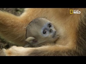 Difficile cohabitation entre les singe et l'homme