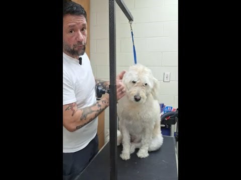 LIVE Dog Grooming POV | Nelli’s Summer Shave in Winter ✂️🐶 | Goldendoodle / Labradoodle Groom