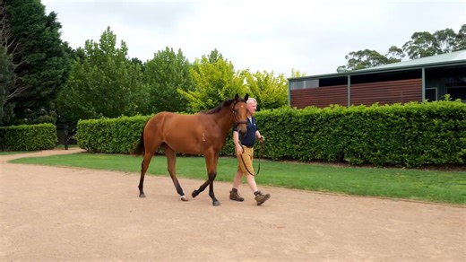 Lot 209 - Astern x Modesty filly