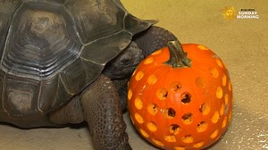 A group of adorable zoo animals in a Chicago suburb enjoyed Halloween treats, video released by the Brookfield Zoo shows. | CBS Sunday Morning