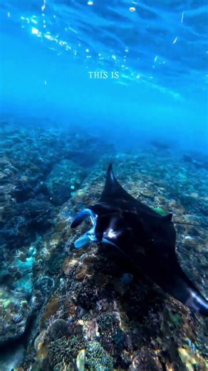 You’ve probably heard of Bali but have you heard of Nusa Penida? 🌞🐒🌴🌊‪@Chella.Travels‬